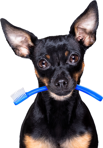 Dog holding toothbrush dental care