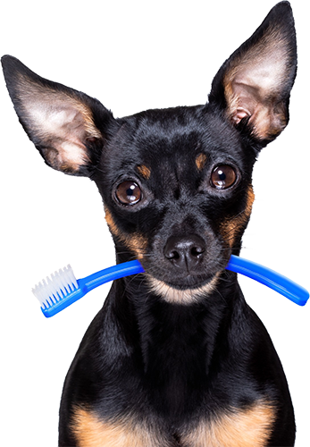 Dog holding toothbrush dental care