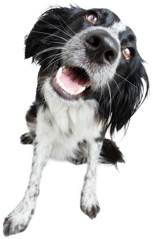 Happy dog sitting
